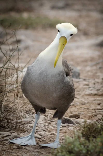 Galapágy Albatros Kolébat Chůze — Stock fotografie
