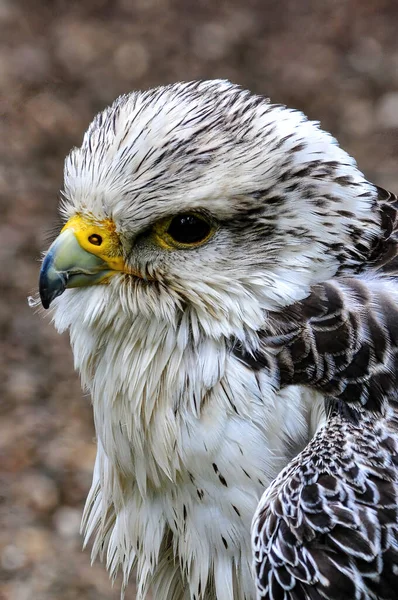 Tüylü Saker Falcon Dikey Yakın Çekimi — Stok fotoğraf