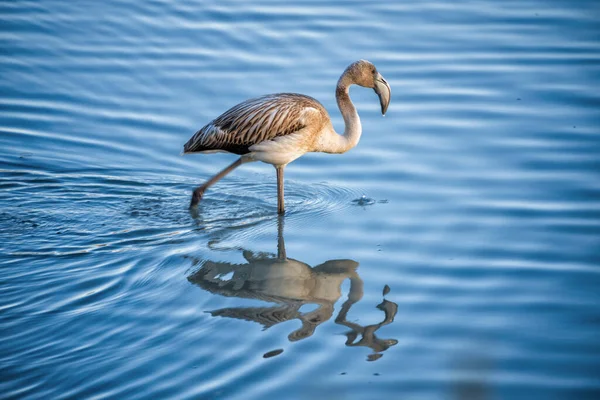 Vacker Större Flamingo Phoenicopterus Roseus Reflekteras Kropp Vatten Starkt Solljus — Stockfoto