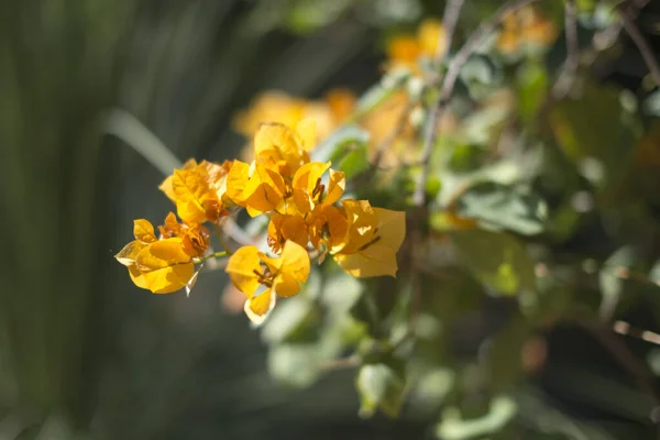 Närbild Bild Gul Bougainvillea Växt Över Suddig Bakgrund — Stockfoto