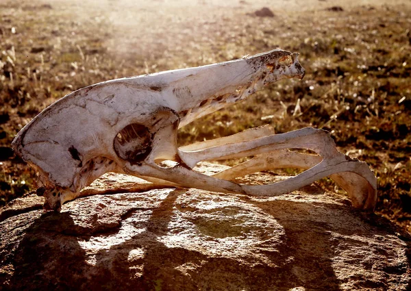 Crânio Animal Uma Área Deserta Luz Dia — Fotografia de Stock