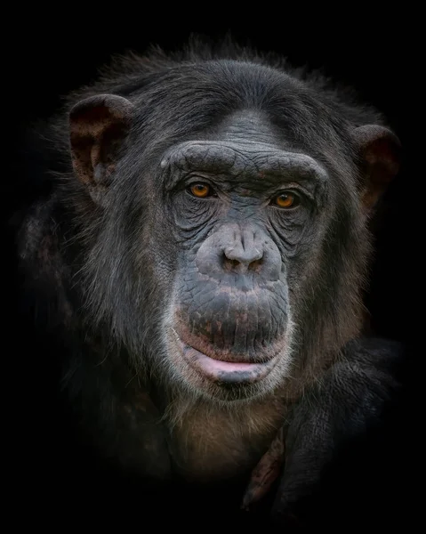 Крупный План Шимпанзе Черном Фоне — стоковое фото