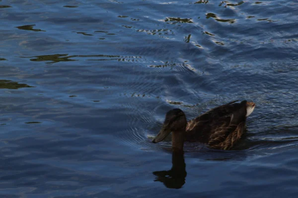 湖を泳いでいる茶色のアヒル — ストック写真