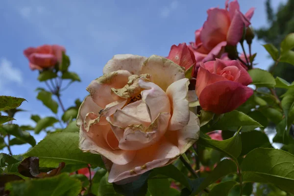 Primo Piano Rose Rosa Che Crescono Nel Giardino Contro Cielo — Foto Stock