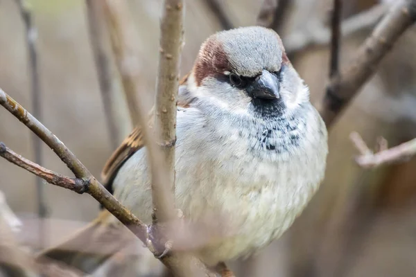 Foco Poco Profundo Pájaro Gorrión Casa Una Ramita Con Fondo — Foto de Stock