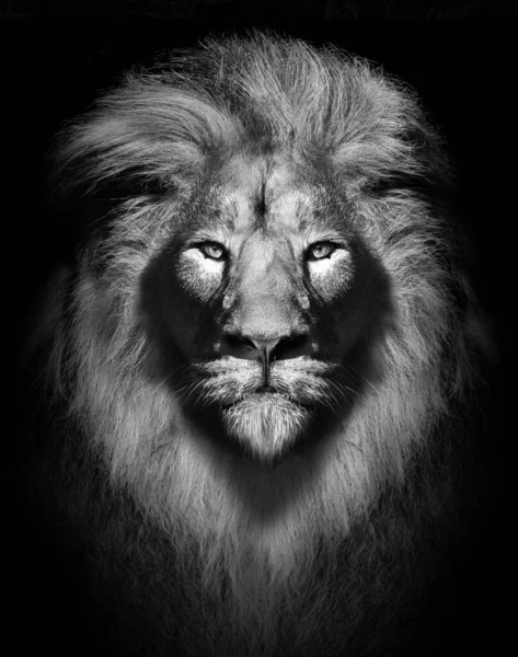 Vertical Illustration Fierce Lion Face Blurry Black Background — Stock Photo, Image