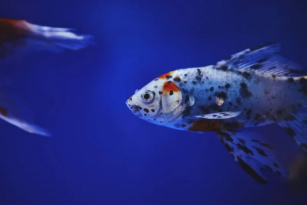 Närbild Bild Liten Vit Akvarium Fisk Med Orange Delar Huvudet — Stockfoto