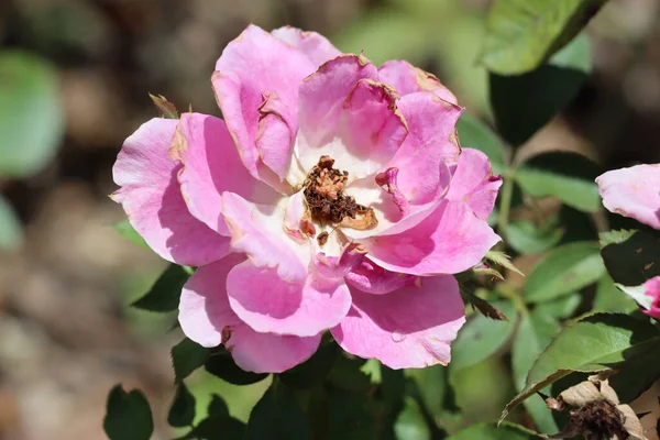Ένα Κοντινό Πλάνο Ενός Μερικώς Αποξηραμένου Ροζ Τριαντάφυλλου Έναν Κήπο — Φωτογραφία Αρχείου