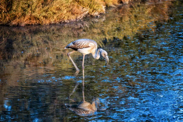 Egy Gyönyörű Nagyobb Flamingó Tükröződik Egy Víztesten Napfény Alatt — Stock Fotó