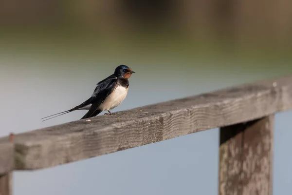 木の上に鳥を飲み込む納屋の選択的フォーカスショット — ストック写真