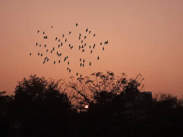 Una Formación Aves Volando Cielo Rojo Atardecer — Foto de Stock