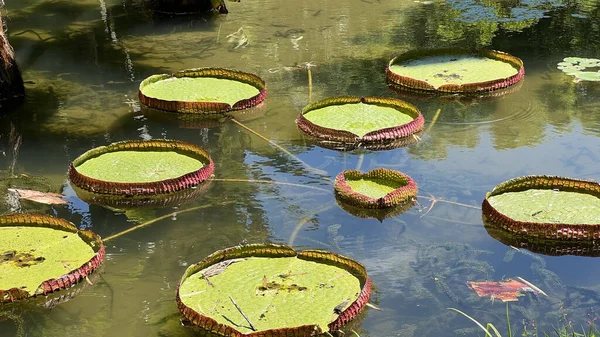 池に生えている緑の巨大な睡蓮のパッド — ストック写真
