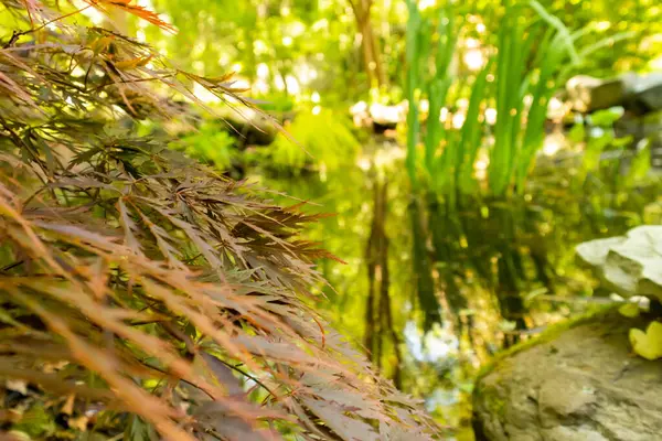 Ein Schuss Der Grünen Pflanzen Und Blätter Wald Einem Sonnigen — Stockfoto