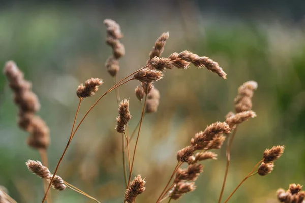Крупним Планом Пшениця Полі — стокове фото