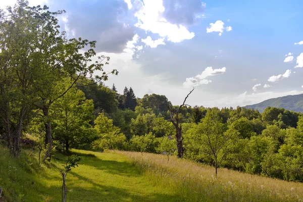 Een Betoverend Uitzicht Het Bos Met Dichte Groene Bomen Gras — Stockfoto