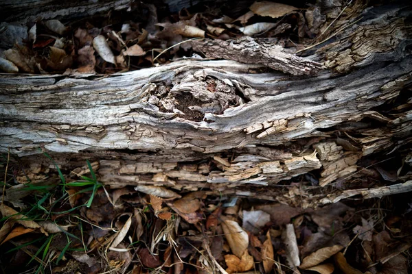 Closeup Broken Gray Branch Trunk Old Tree Park — Stockfoto