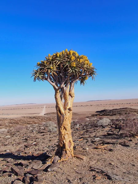 Gyönyörű Kilátás Nyílik Egy Tikkasztó Fára Sivatagban Egy Napos Napon — Stock Fotó