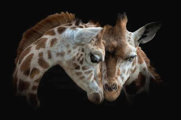 Closeup Giraffes Cuddling Black Background — Stock Photo, Image