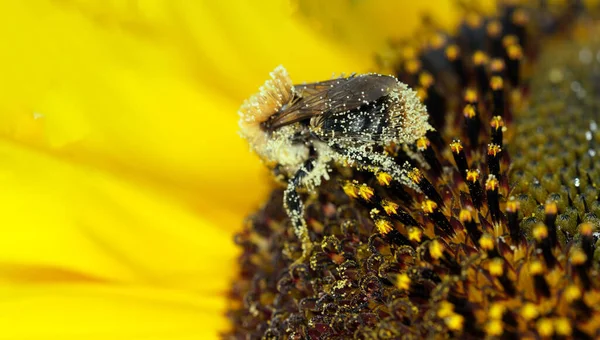 昆虫と一緒に咲くひまわりのマクロショット — ストック写真