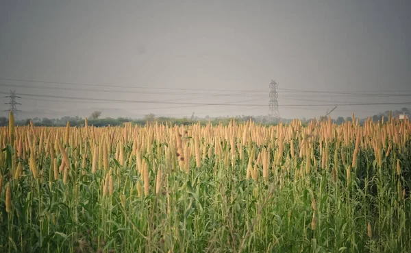농장의 그림입니다 인도의 들판을 가로지르고 농경지를 가로지르는 전기선 — 스톡 사진