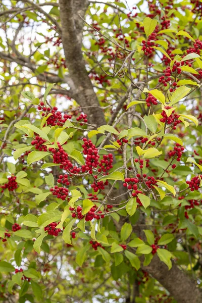 Vertical Shot Tree Red Berries Forest — Stock Photo, Image
