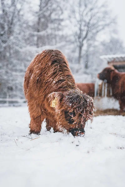 Vertical Closeup Cute Highland Cattle Baby Sniffing Snow — Stock Photo, Image