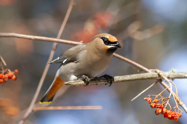 Closeup Bohemian Waxwing Bird Perching Twig — Stock Photo, Image