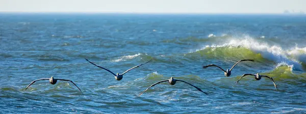 鸟儿在海面上飞翔 — 图库照片