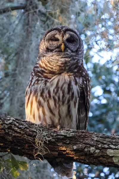 Lakeland Florida Baykuş Yosunların Dikey Yakın Çekimi — Stok fotoğraf