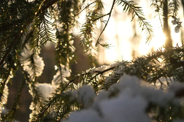 Zbliżenie Śniegu Gałęziach Sosny — Zdjęcie stockowe