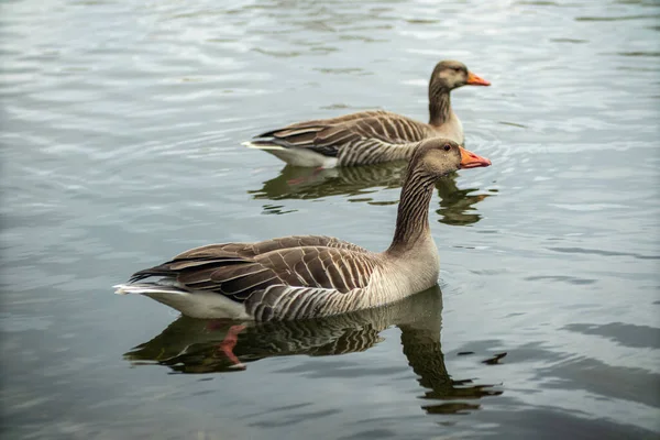 Dois Patos Adoráveis Nadando Rio Amper Alemanha — Fotografia de Stock