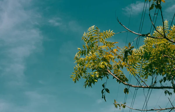 Nízký Úhel Větve Stromu Jasnými Listy Pod Modrou Oblohou — Stock fotografie