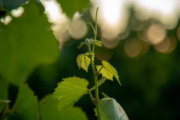 Een Ondiepe Focus Van Groene Planten Met Bokeh Achtergrond Wijn — Stockfoto