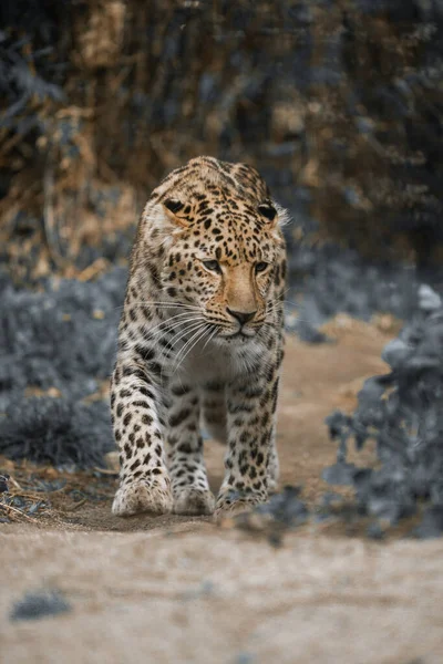 Vertical Shot Amur Leopard Wilderness Our Nature — Stock Photo, Image