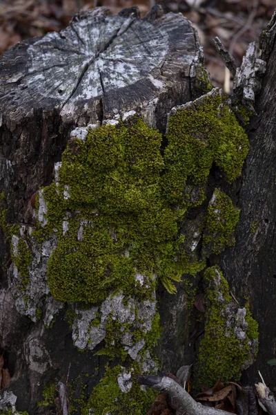 Vertikal Bild Mossa Växer Ett Träd Stubbe Vid Eisenhower Park — Stockfoto