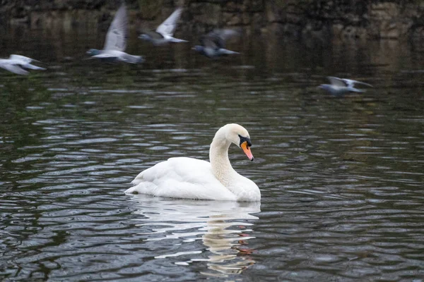 Cisne Blanco Nadando Estanque Con Palomas Volando Fondo — Foto de Stock