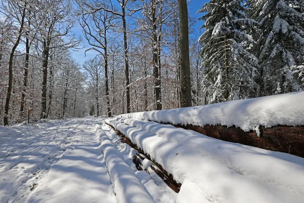 Forest Covered Snow Sunny Winter Day — Stock Photo, Image