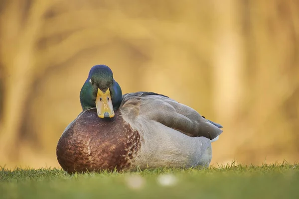 Eine Nahaufnahme Der Stockente Oder Wildenten Anas Platyrhynchos Gras — Stockfoto