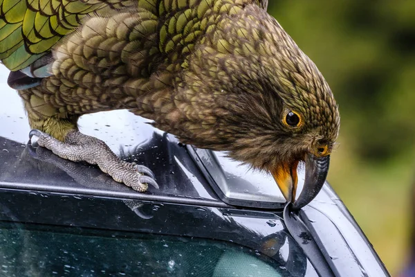 Kew Papağanının Arabanın Cam Lastiğini Yırttığı Yakın Plan Bir Fotoğraf — Stok fotoğraf