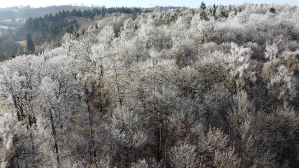 丘の上に雪に覆われた裸の枝を持つ木々の鳥の目のビュー — ストック写真