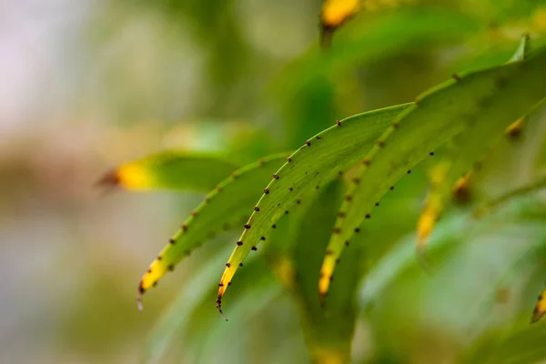 Closeup Green Leaves Park —  Fotos de Stock