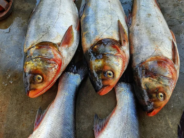 Gros Plan Poissons Dans Marché — Photo