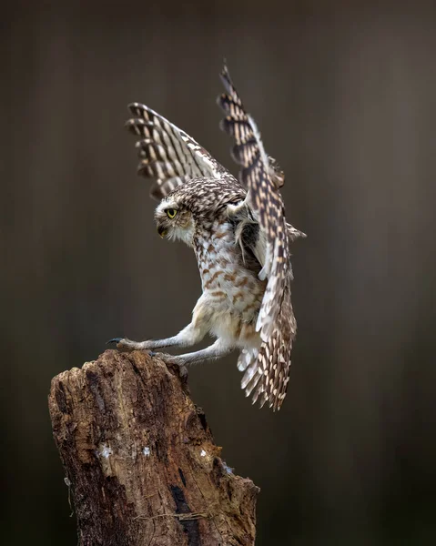 背景がぼやけている木の幹に着陸する洞窟フクロウの浅い焦点 — ストック写真