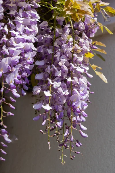 Beautiful Shot Boughs Wisteria Residential London Property — Stock Photo, Image