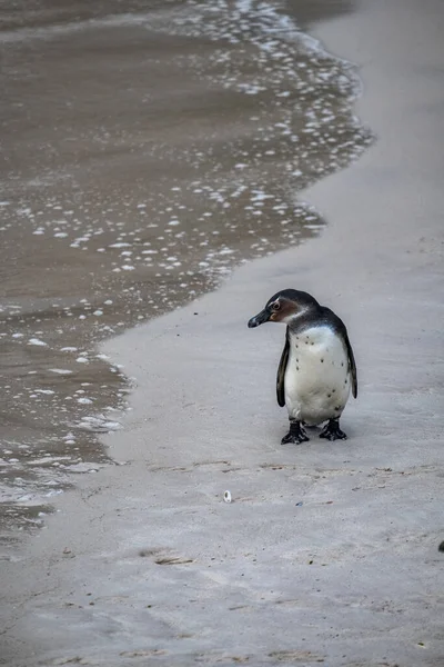 Vertikální Záběr Tučňáka Kráčejícího Pláži — Stock fotografie