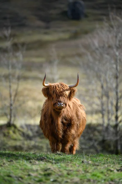 Une Vache Des Hautes Terres Dorées Heiland Coo Glen Nevis — Photo