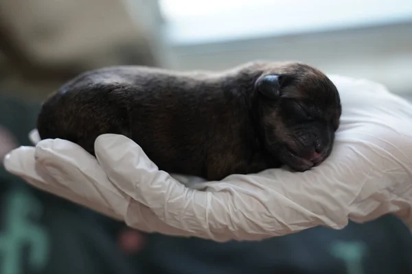 Closeup Cute Newborn Poodle Sleeping Hand — Stock Photo, Image