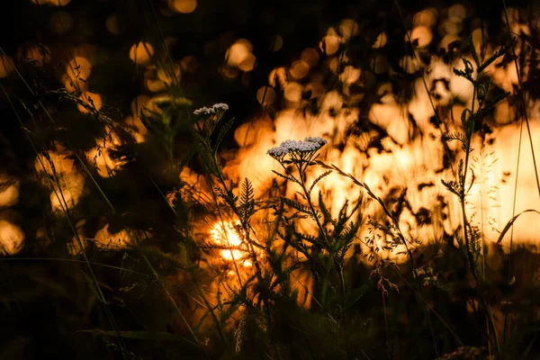 Foco Seletivo Flores Silvestres Campo Durante Dia Ensolarado — Fotografia de Stock