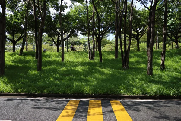 Una Splendida Vista Una Foresta Con Alberi Verde Lungo Strada — Foto Stock