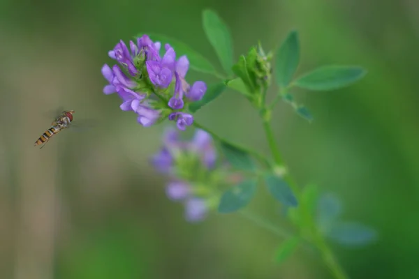 Närbild Bild Bild Hoverfly Flyga Nära Blommande Lila Alfalfa Blomma — Stockfoto